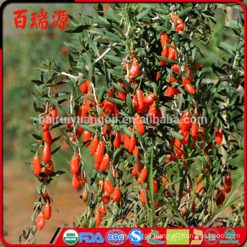 Goji berry where to buy fresh goji berries goji juice benefits